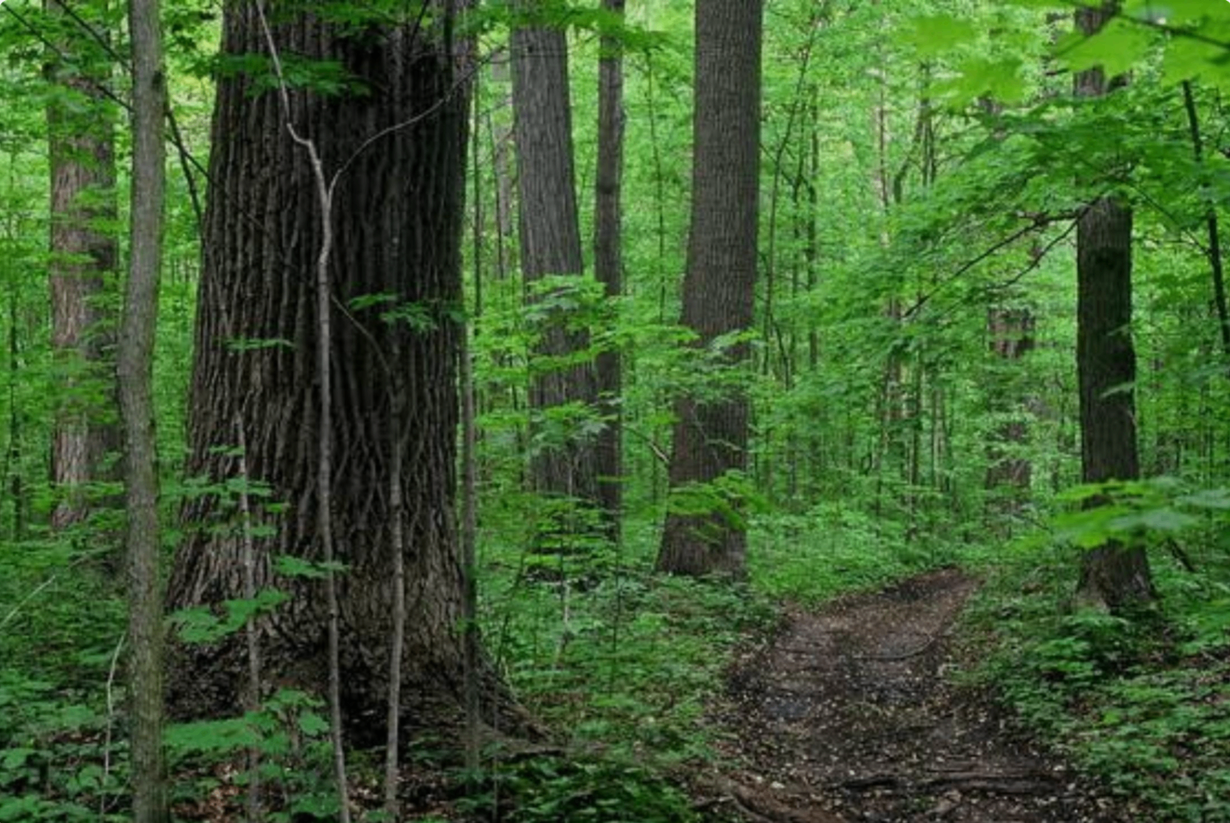 Canadian forest landscape in Tiny Township